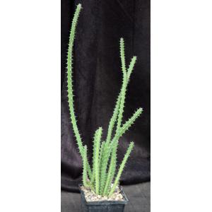 Euphorbia petraea 5-inch pots