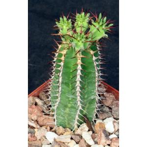 Euphorbia avasmontana 4-inch pots