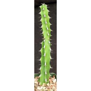 Euphorbia amicorum 4-inch pots
