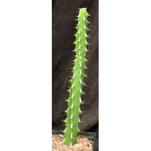Euphorbia amicorum one-gallon pots
