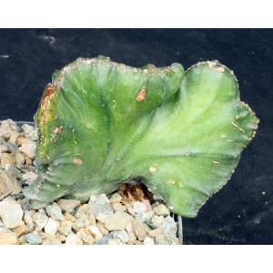 Euphorbia antiquorum (crest) 5-inch pots