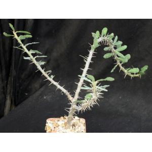 Euphorbia beharensis var. beharensis 4-inch pots
