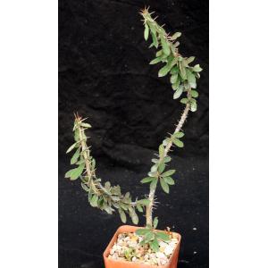 Euphorbia beharensis var. guillemetii 4-inch pots