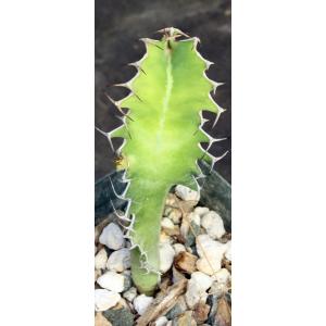 Euphorbia cactus (seedlings) 4-inch pots