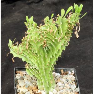Euphorbia candelabrum (crest) 5-inch pots