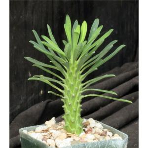 Euphorbia clandestina 4-inch pots
