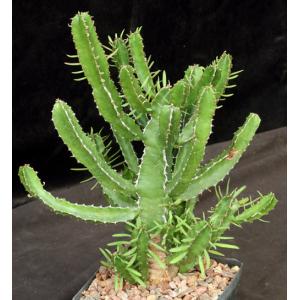 Euphorbia decliviticola one-gallon pots