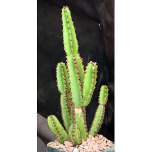 Euphorbia excelsa 4-inch pots