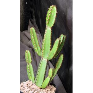 Euphorbia excelsa 5-inch pots