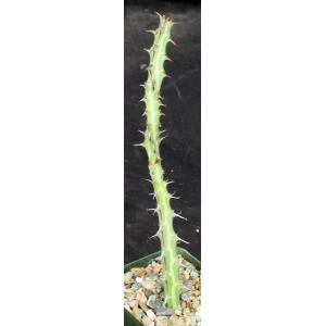 Euphorbia glochidiata 4-inch pots