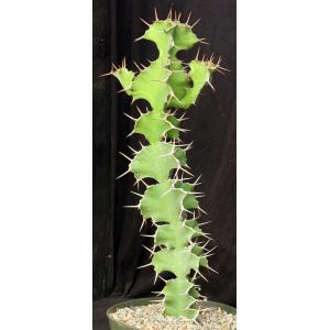 Euphorbia grandicornis 10-inch pots