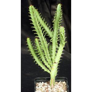 Euphorbia griseola ssp. zambiensis 5-inch pots