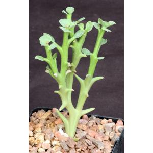 Euphorbia hamata 5-inch pots