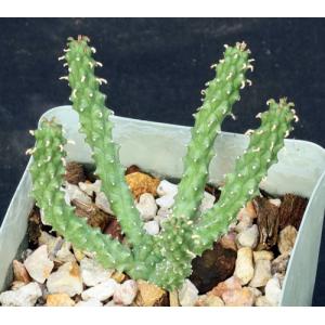 Euphorbia inermis var. huttonae 4-inch pots