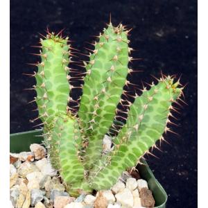 Euphorbia Knobelii 4-inch Pots, Arid Lands Greenhouses