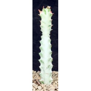 Euphorbia lactea White Ghost 4-inch pots