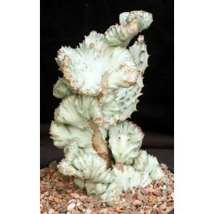 Euphorbia lactea White Ghost crest 2-gallon pots