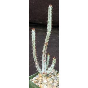 Euphorbia louwii 4-inch pots