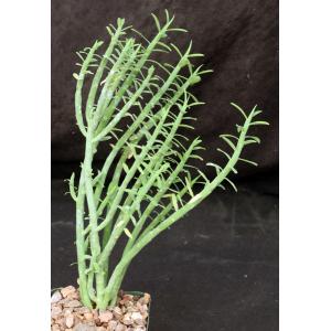 Euphorbia mauritanica 4-inch pots