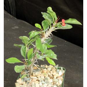 Euphorbia milii var. imperatae 4-inch pots