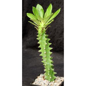 Euphorbia neriifolia 5-inch pots