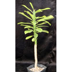 Euphorbia nivulea one-gallon pots