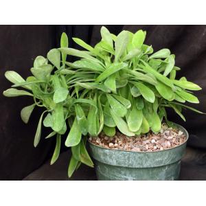 Euphorbia nivulea (crest) 8-inch pots