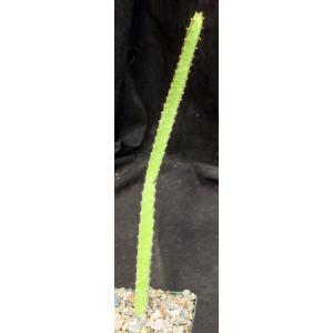 Euphorbia nubigena var. rutilans 4-inch pots