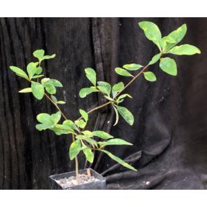 Euphorbia pervilleana 3-inch pots