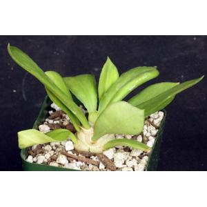 Euphorbia poisonii 4-inch pots