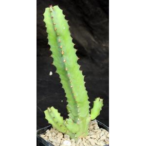 Euphorbia resinifera 5-inch pots