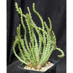 Euphorbia richardsiae ssp. richardsiae one-gallon pots