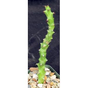 Euphorbia sp. aff. immersa (L&H 10365) 4-inch pots