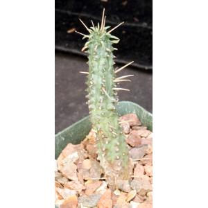 Euphorbia submammillaris 4-inch pots