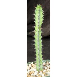 Euphorbia tescorum (Lav 12516) 5-inch pots