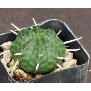 Euphorbia valida (GM 007) 2-inch pots