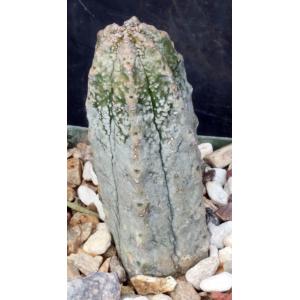 Euphorbia abdelkuri 4-inch pots