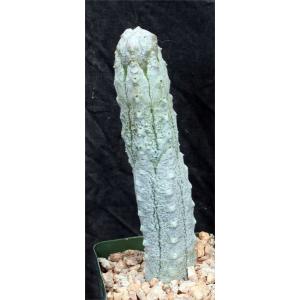 Euphorbia abdelkuri 4-inch pots