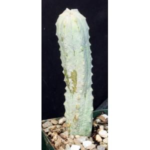 Euphorbia abdelkuri 4-inch pots