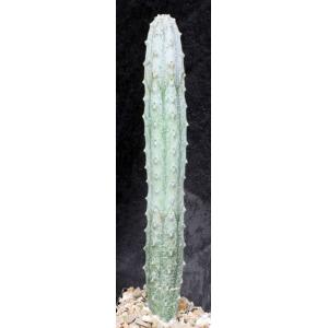 Euphorbia abdelkuri 5-inch pots