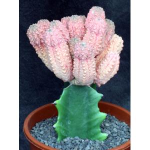 Euphorbia abdelkuri ‘Damask’ one-gallon pots