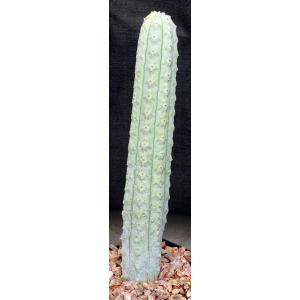 Euphorbia abdelkuri one-gallon pots