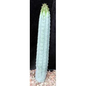 Euphorbia abdelkuri one-gallon pots