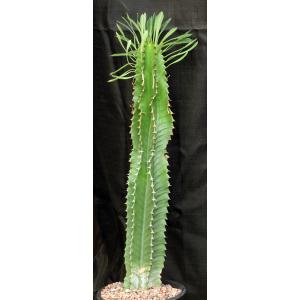 Euphorbia abyssinica 2-gallon pots