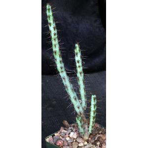 Euphorbia aeruginosa (major) 4-inch pots