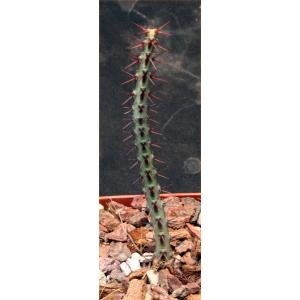 Euphorbia aeruginosa (major) 4-inch pots