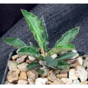 Euphorbia ambovombensis 2-inch pots