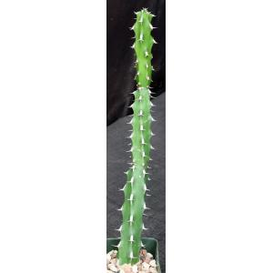 Euphorbia amicorum 4-inch pots