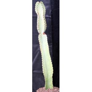 Euphorbia ammak (variegated) 2-gallon pots