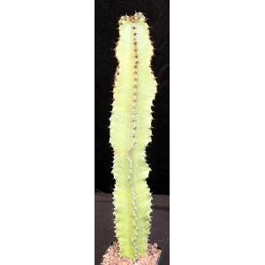 Euphorbia ammak (variegated) 5-inch pots